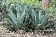 Agave americana